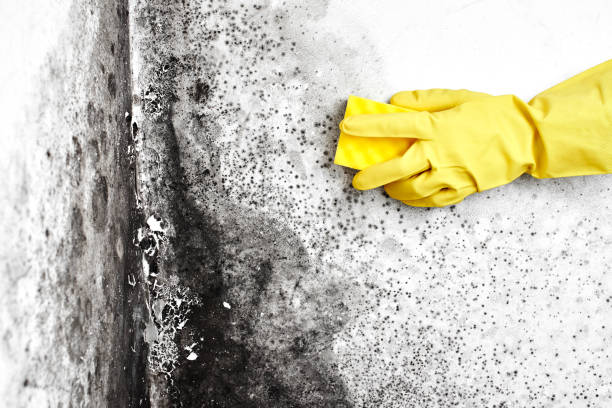 Best Bathroom Mold Remediation in Charlottesville, VA