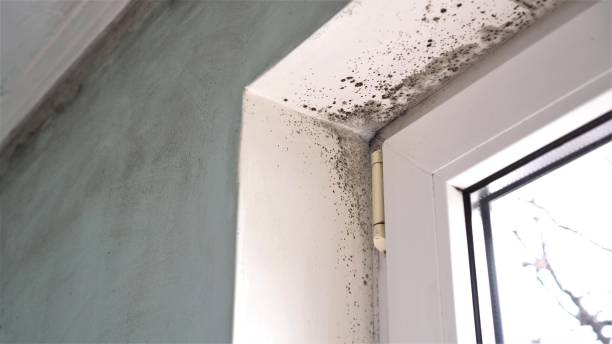 Best Health and Safety Mold Remediation in Charlottesville, VA
