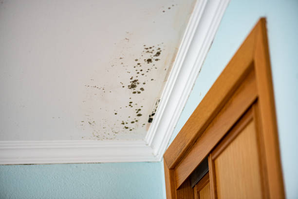 Best Kitchen Mold Remediation in Charlottesville, VA