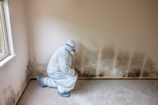 Best Commercial Mold Remediation in Charlottesville, VA