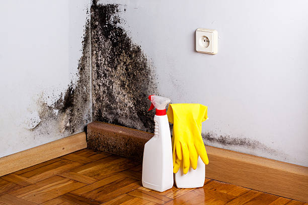 Best White Mold Remediation in Charlottesville, VA
