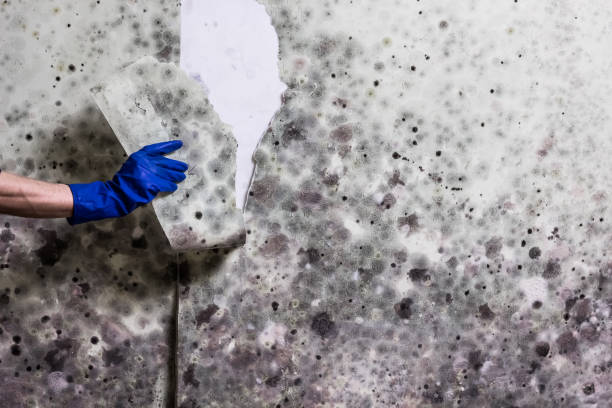 Best Residential Mold Remediation in Charlottesville, VA